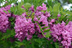 Attēlu rezultāti vaicājumam “Robinia”