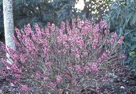 Attēlu rezultāti vaicājumam “Daphne mezereum flower”