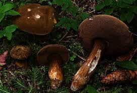 Attēlu rezultāti vaicājumam “Porphyrellus porphyrosporus”