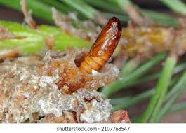 Attēlu rezultāti vaicājumam “Retinia resinella pupa”