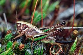 Attēlu rezultāti vaicājumam “Metrioptera brachyptera”