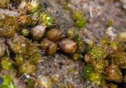 Attēlu rezultāti vaicājumam “Acaulon muticum”