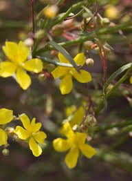 Attēlu rezultāti vaicājumam “Helianthemum x hybridum flower”
