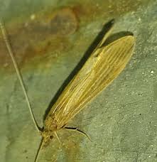 Attēlu rezultāti vaicājumam “Oecetis ochracea”