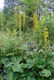 Attēlu rezultāti vaicājumam “Ligularia sibirica flower”