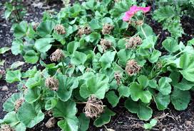 Attēlu rezultāti vaicājumam “Geranium bohemicum bud”