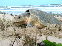 Image result for Lepidochelys kempii