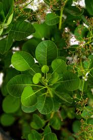 Attēlu rezultāti vaicājumam “Diderma cingulatum young”