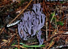 Attēlu rezultāti vaicājumam “Clavaria zollingeri”