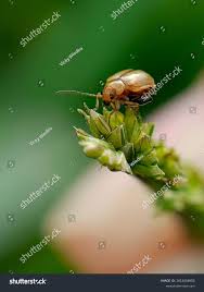 Attēlu rezultāti vaicājumam “Altica sp.”