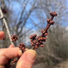 Attēlu rezultāti vaicājumam “Acer saccharinum bud”