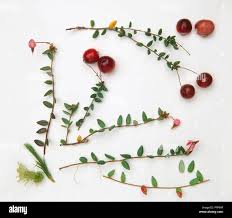 Attēlu rezultāti vaicājumam “Oxycoccus”