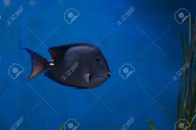 Image result for Ctenochaetus hawaiiensis