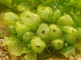 Attēlu rezultāti vaicājumam “Jungermannia sphaerocarpa sporophyte”