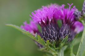 Attēlu rezultāti vaicājumam “Serratula tinctoria flower”