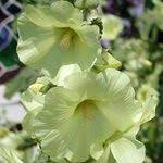 Image result for Alcea rugosa