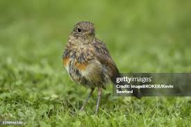 Attēlu rezultāti vaicājumam “Erithacus rubecula juvenile”