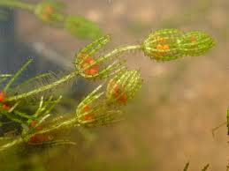 Attēlu rezultāti vaicājumam “Chara aspera male”