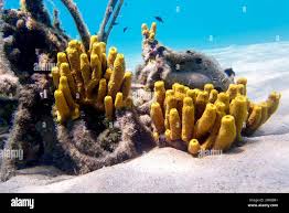 Attēlu rezultāti vaicājumam “Tubifera applanata”