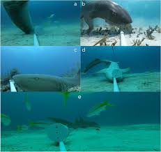 Image result for Ginglymostoma cirratum