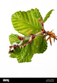 Attēlu rezultāti vaicājumam “Fagus sylvatica leaf”