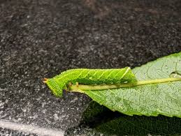 Attēlu rezultāti vaicājumam “Laothoe populi larva”