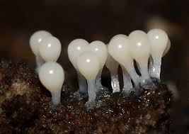 Attēlu rezultāti vaicājumam “Hemitrichia decipiens var. hemitrichoides”