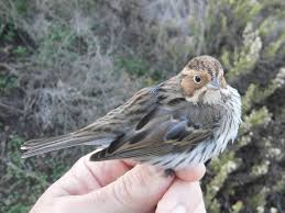 Image result for Emberiza pusilla