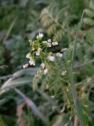Attēlu rezultāti vaicājumam “Capsella bursa-pastoris flower”