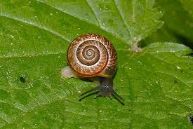 Attēlu rezultāti vaicājumam “Arianta arbustorum”