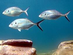 Image result for Pseudocaranx dentex