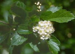 Attēlu rezultāti vaicājumam “Crataegus douglasii”