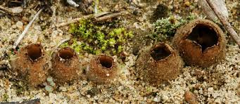 Attēlu rezultāti vaicājumam “Geopora arenicola”