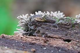 Attēlu rezultāti vaicājumam “Arcyria cinerea”