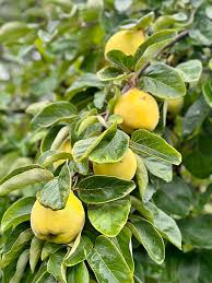 Attēlu rezultāti vaicājumam “Cydonia oblonga fruit”