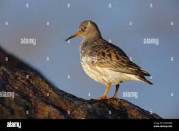 Attēlu rezultāti vaicājumam “Calidris maritima adult”