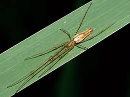 Attēlu rezultāti vaicājumam “Tetragnatha montana”