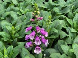 Image result for Digitalis purpurea