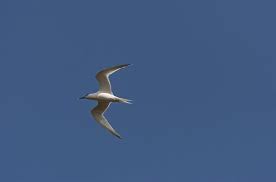 Attēlu rezultāti vaicājumam “Sterna sandvicensis”