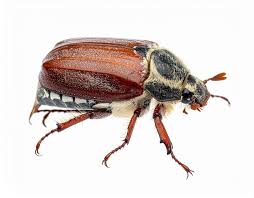 Attēlu rezultāti vaicājumam “Melolontha melolontha imago”