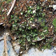 Attēlu rezultāti vaicājumam “Scapania lingulata”