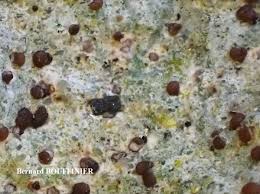 Attēlu rezultāti vaicājumam “Trapelia coarctata”