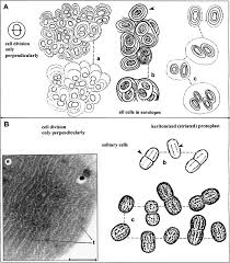 Attēlu rezultāti vaicājumam “Gloeocapsa rupestris”