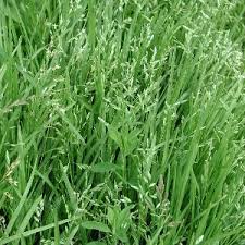 Attēlu rezultāti vaicājumam “Poa humilis”