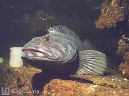 Image result for Ophiodon elongatus