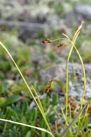 Attēlu rezultāti vaicājumam “Carex capillaris”