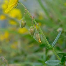 Attēlu rezultāti vaicājumam “Helianthemum nummularium leaf”