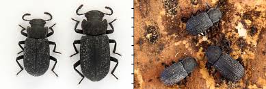 Attēlu rezultāti vaicājumam “Bolitophagus reticulatus larva”