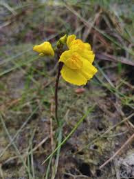 Attēlu rezultāti vaicājumam “Utricularia x neglecta flower”