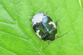 Attēlu rezultāti vaicājumam “Tritomegas bicolor nymph”